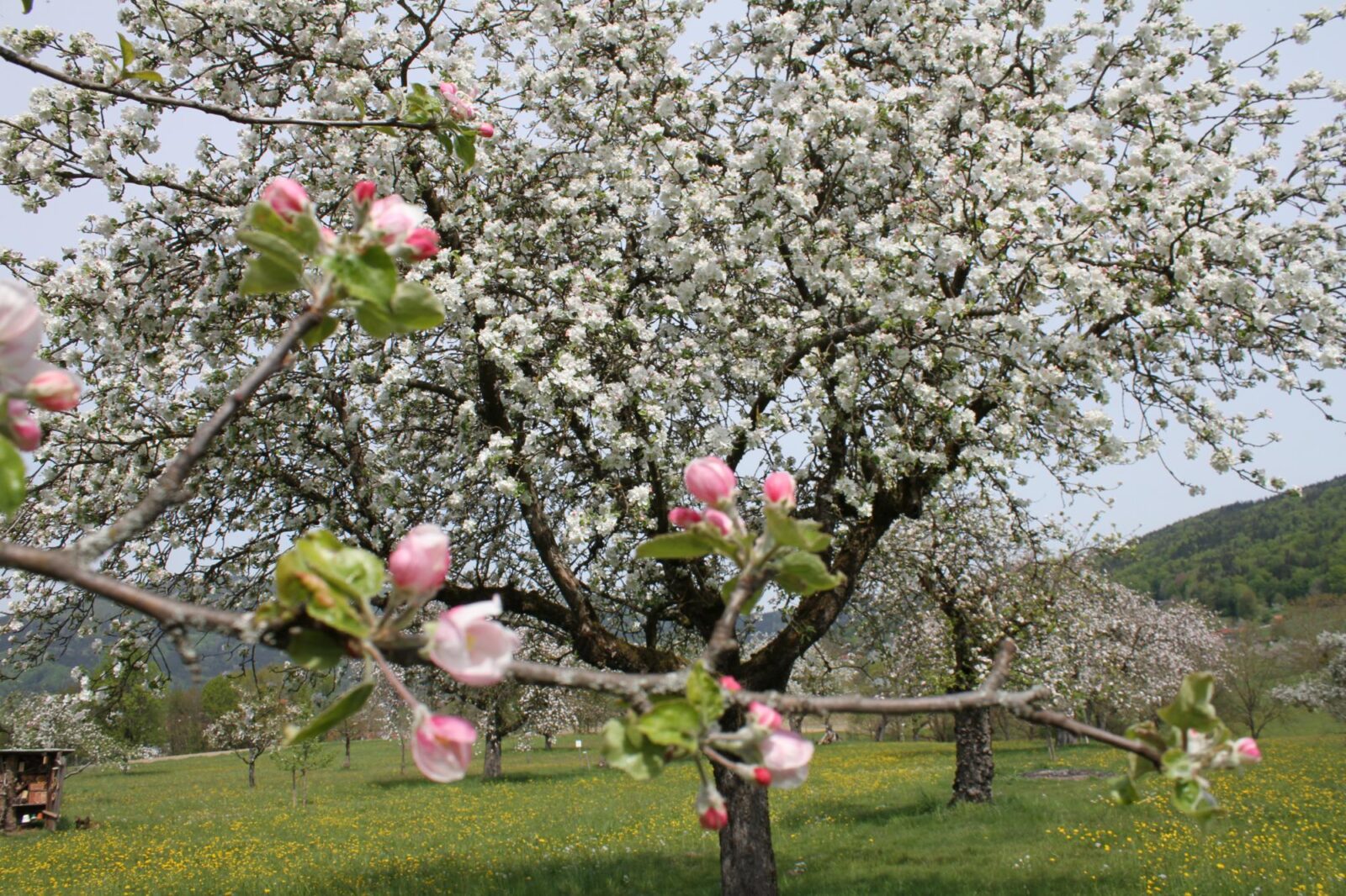 Streuobstwiese im Lallinger Winkel