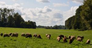 eine grüne Wiese mit Schafen