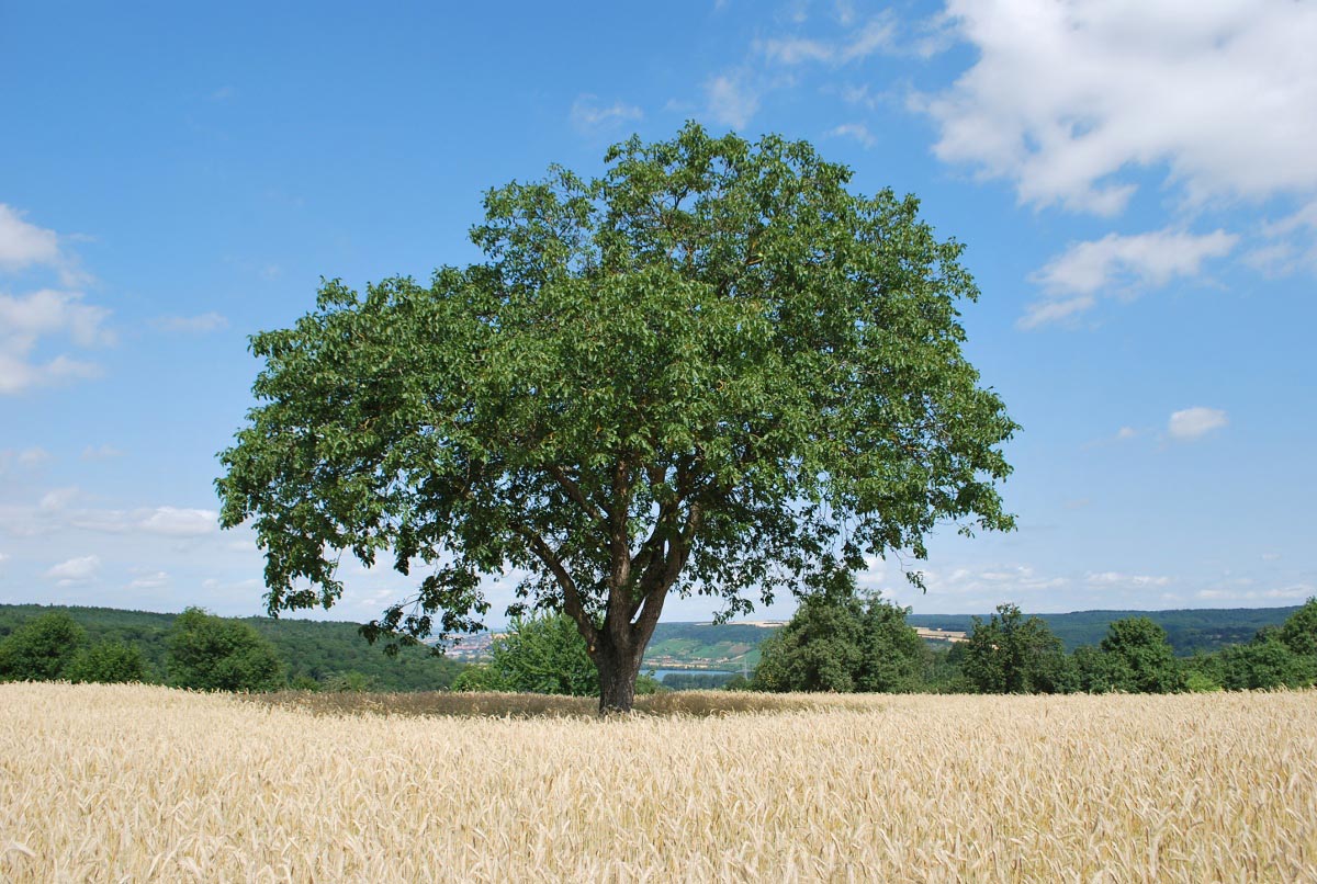Baum im Getreidefeld