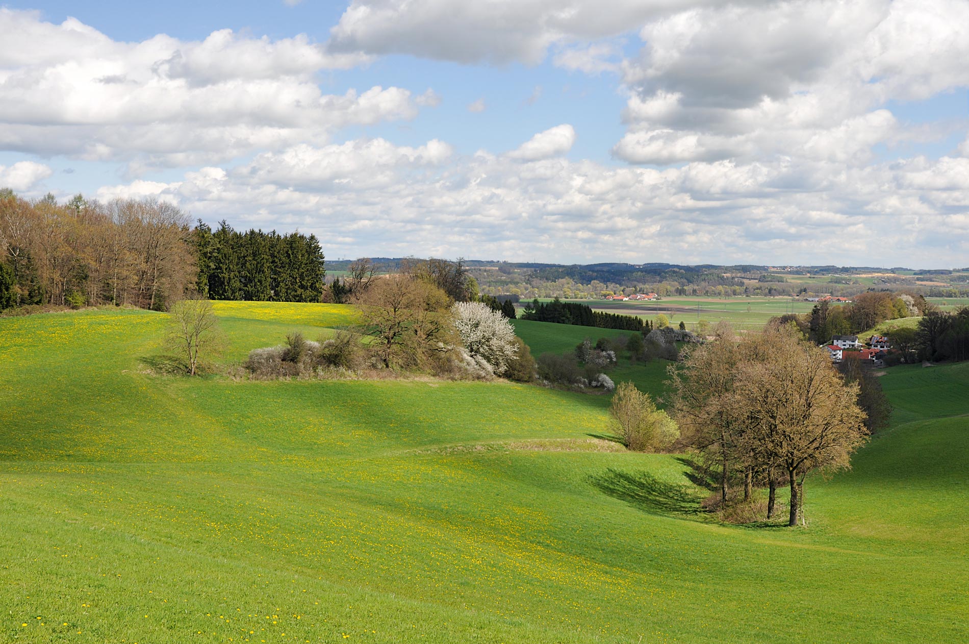 Grüne Wiese mit Bäumen und Wald