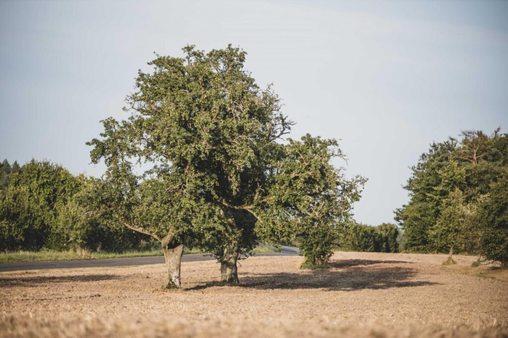Veranstaltungshinweis: Agrobiodiversität – Erhaltung der genetischen Vielfalt als gemeinsame Aufgabe von Landwirtschaft und Gesellschaft