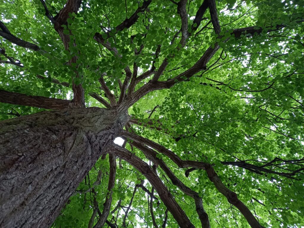 LIEDERLUST ♪ 54 – Unter einer grünen Linde