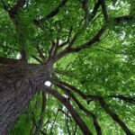 LIEDERLUST ♪ 54 – Unter einer grünen Linde